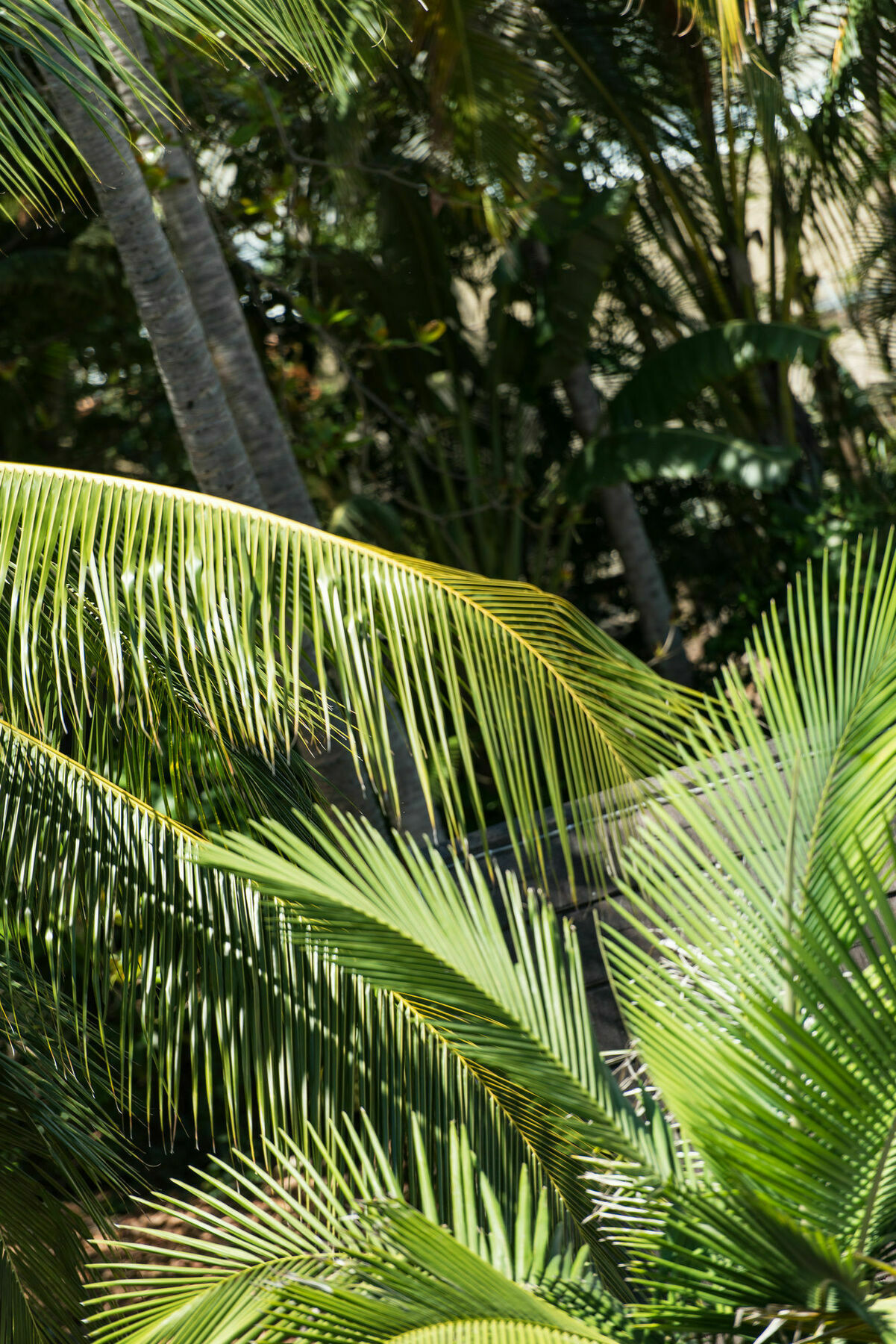 Heart Hotel And Gallery Whitsundays Airlie Beach Zewnętrze zdjęcie